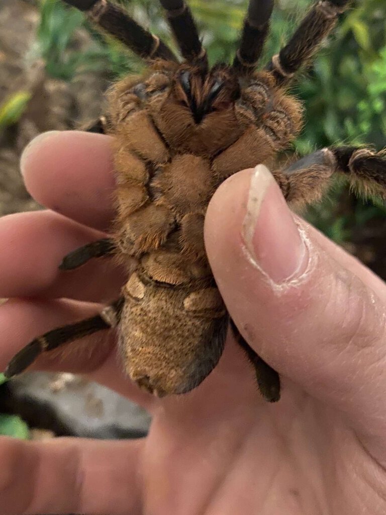 A.seemanni Is she male or female