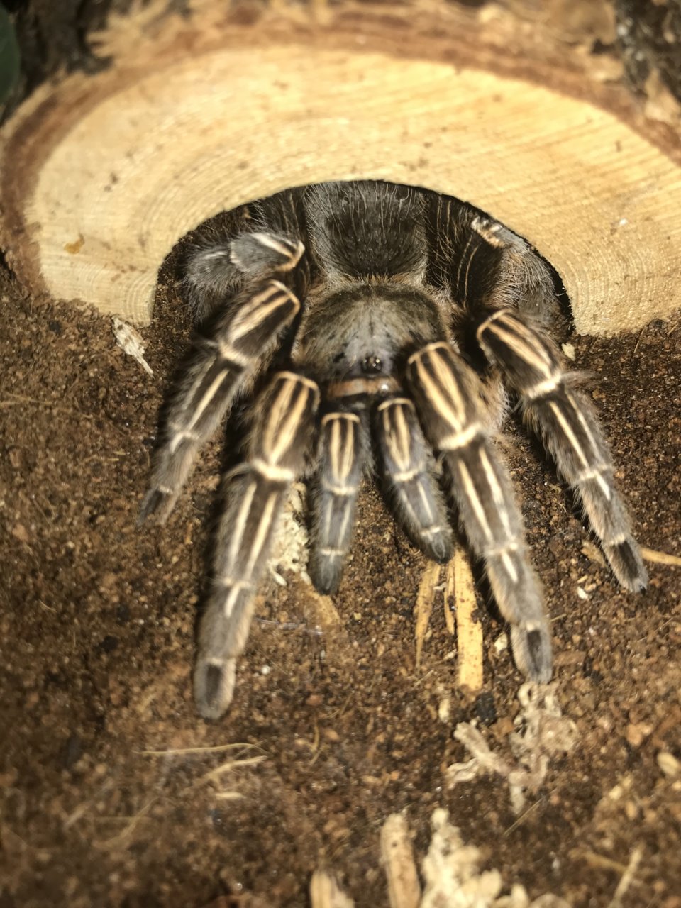 A. seemanni looking extra pretty today