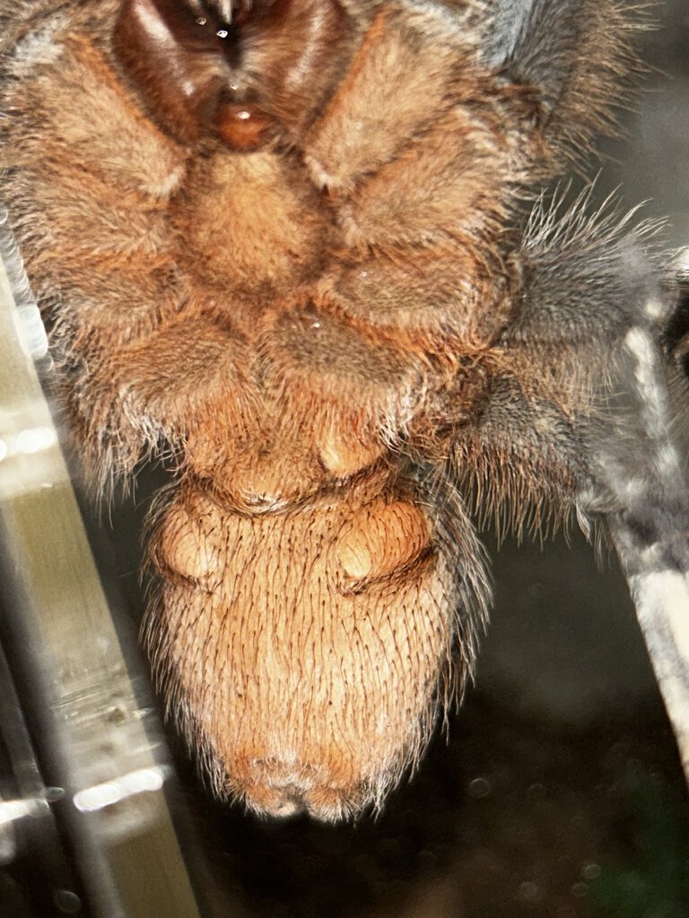 A. seemanni m or f? 4-5”