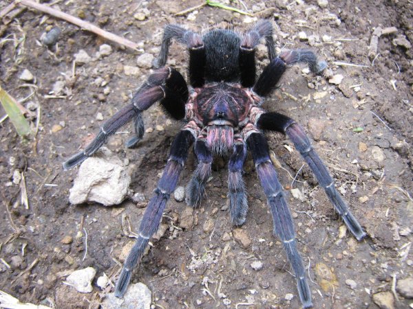 A. seemanni mature male