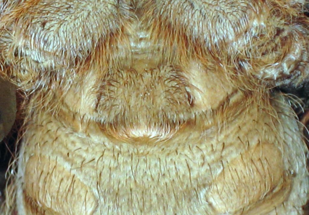 A. seemanni sp.