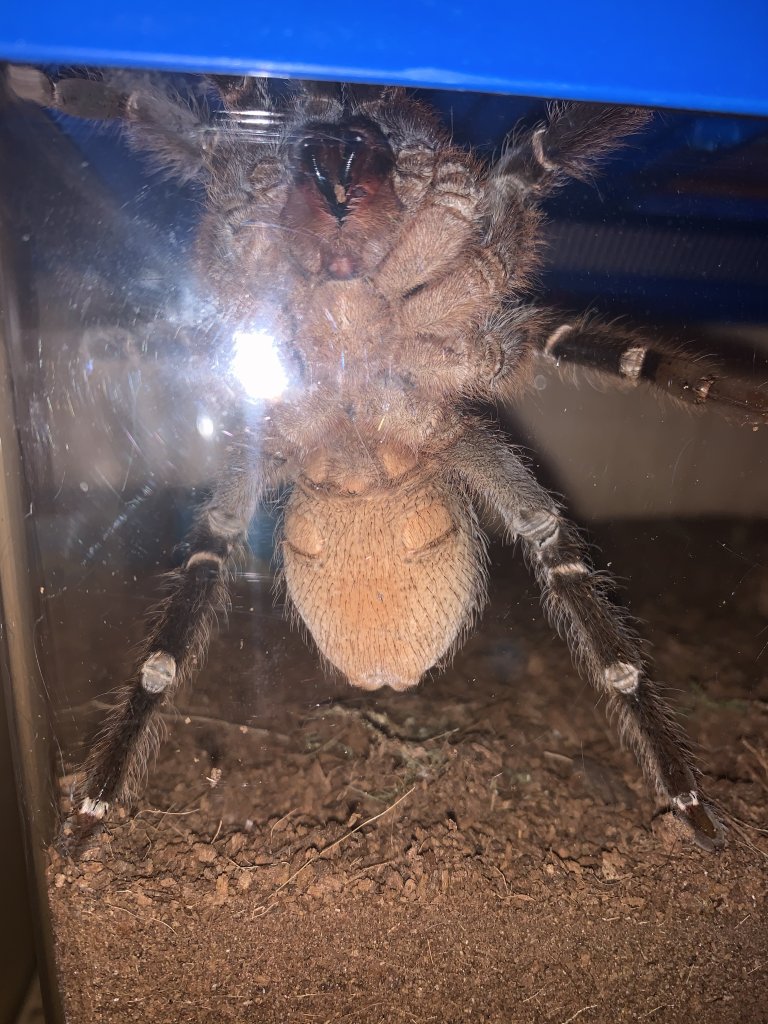 A. Seemanni Ventral Double Check