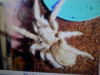 A. Seemanni?