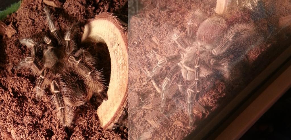 A. Seemanni?