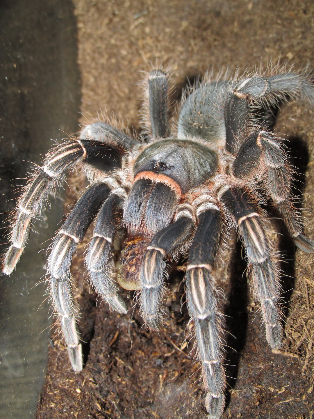 A. seemanni