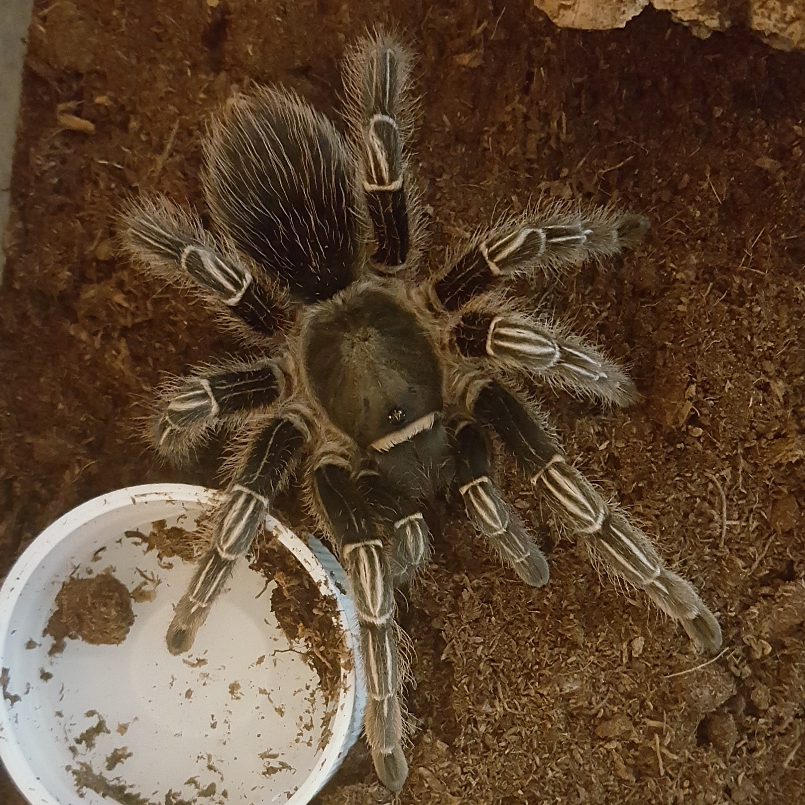 A. Seemanni