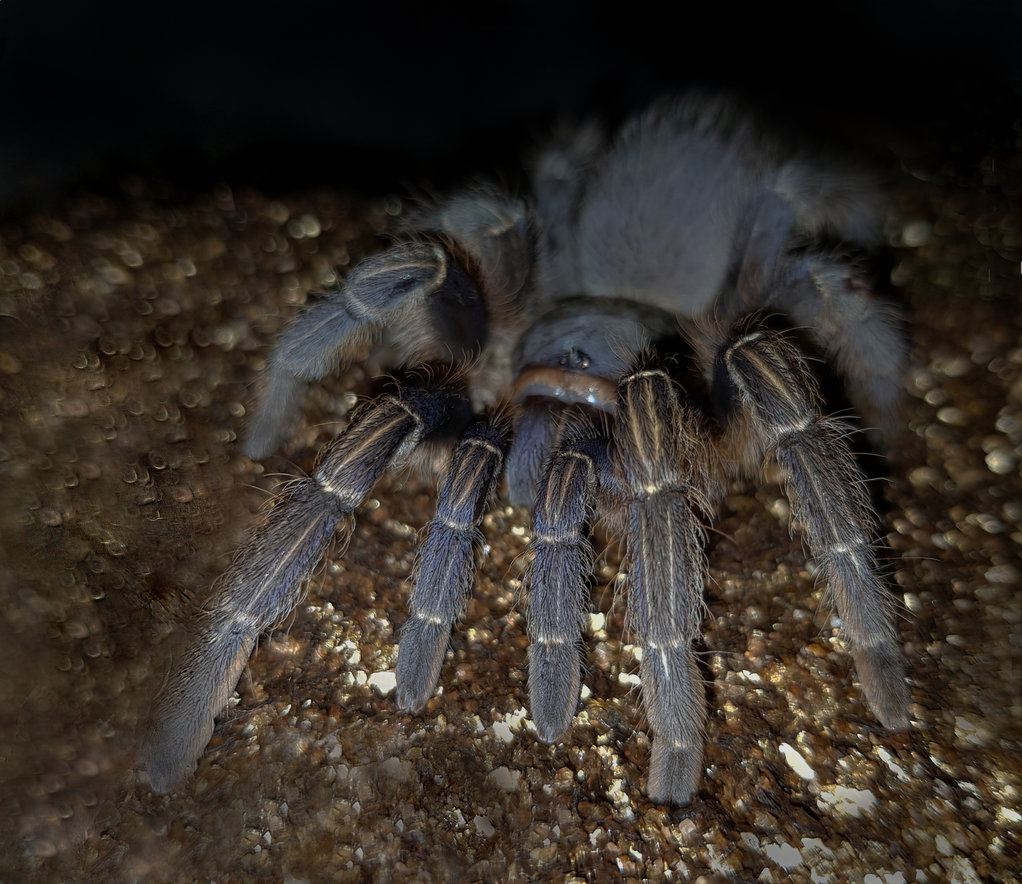 A. seemanni