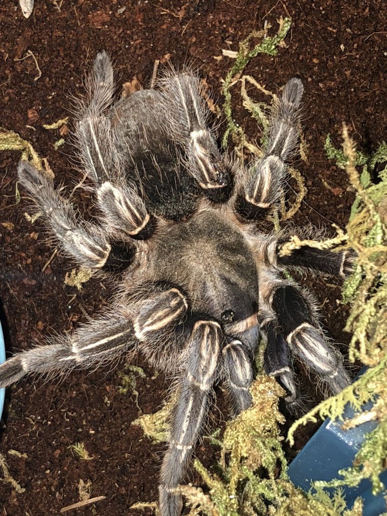 A. seemanni?