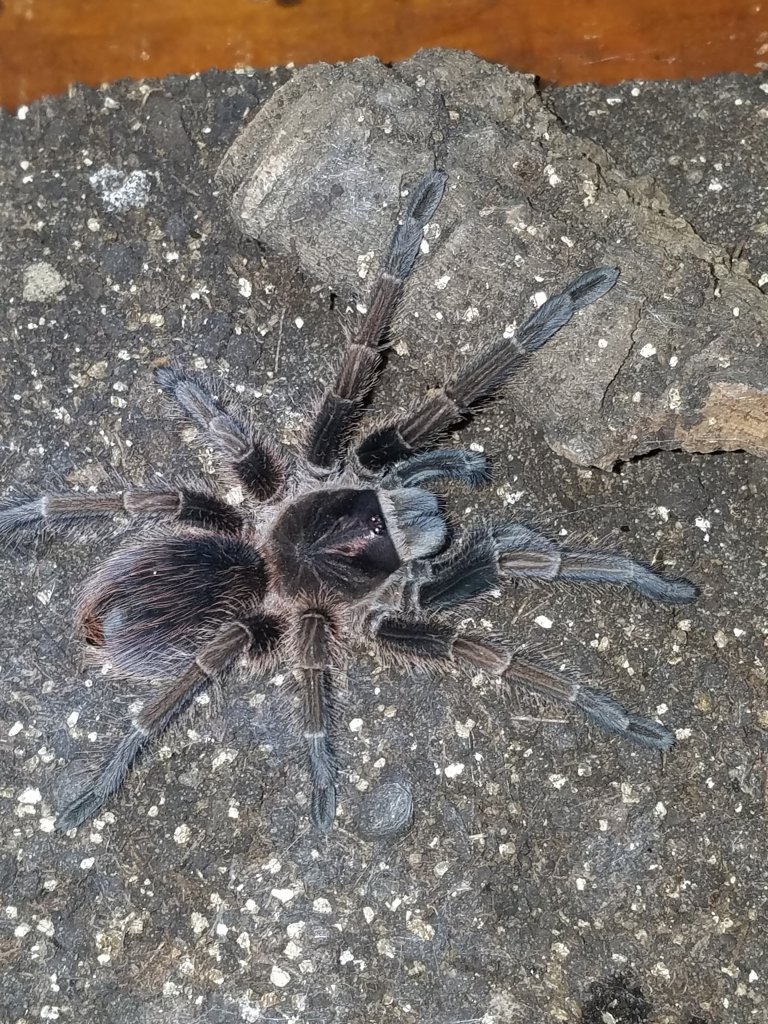 A. seemanni?