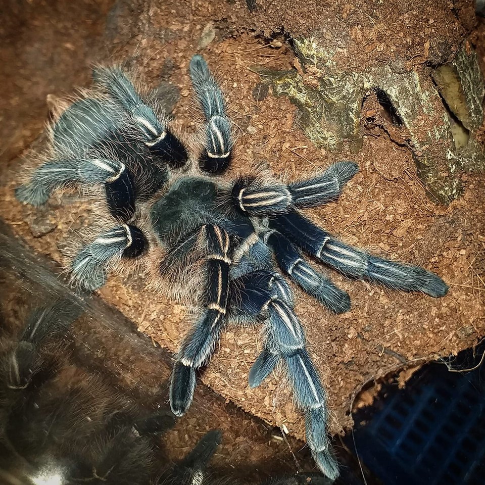 A.Seemanni