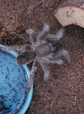 A.seemanni