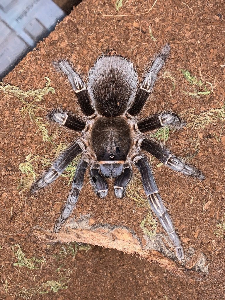 A. seemanni