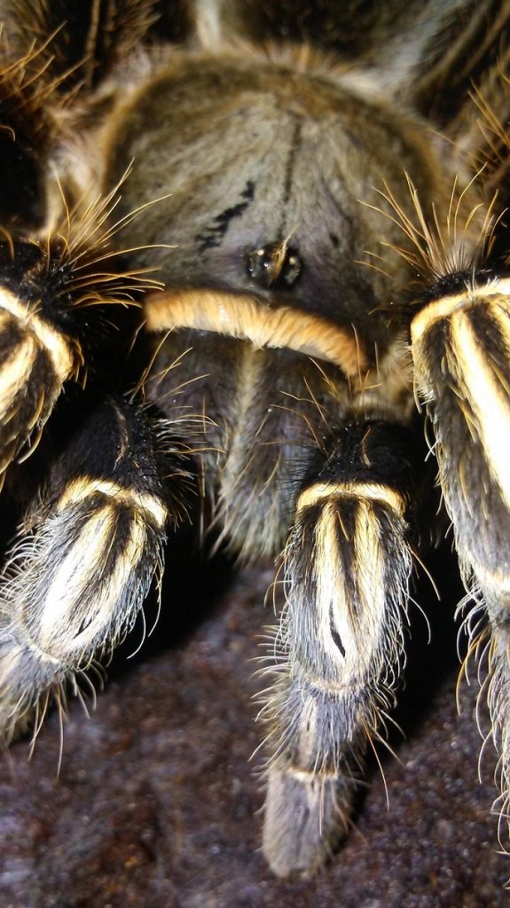 A. seemanni