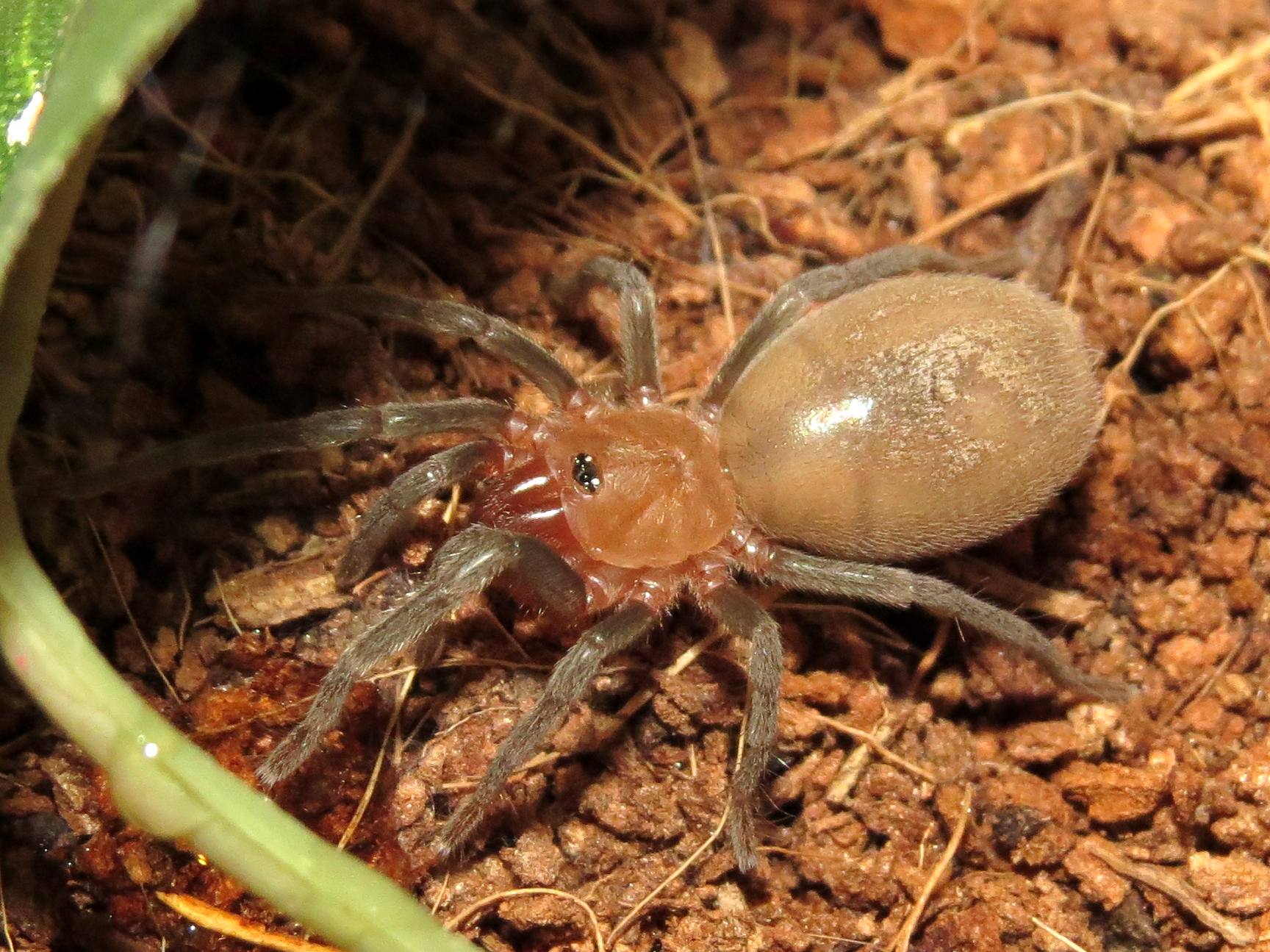 A Sling Thing (♂ Bumba horrida)