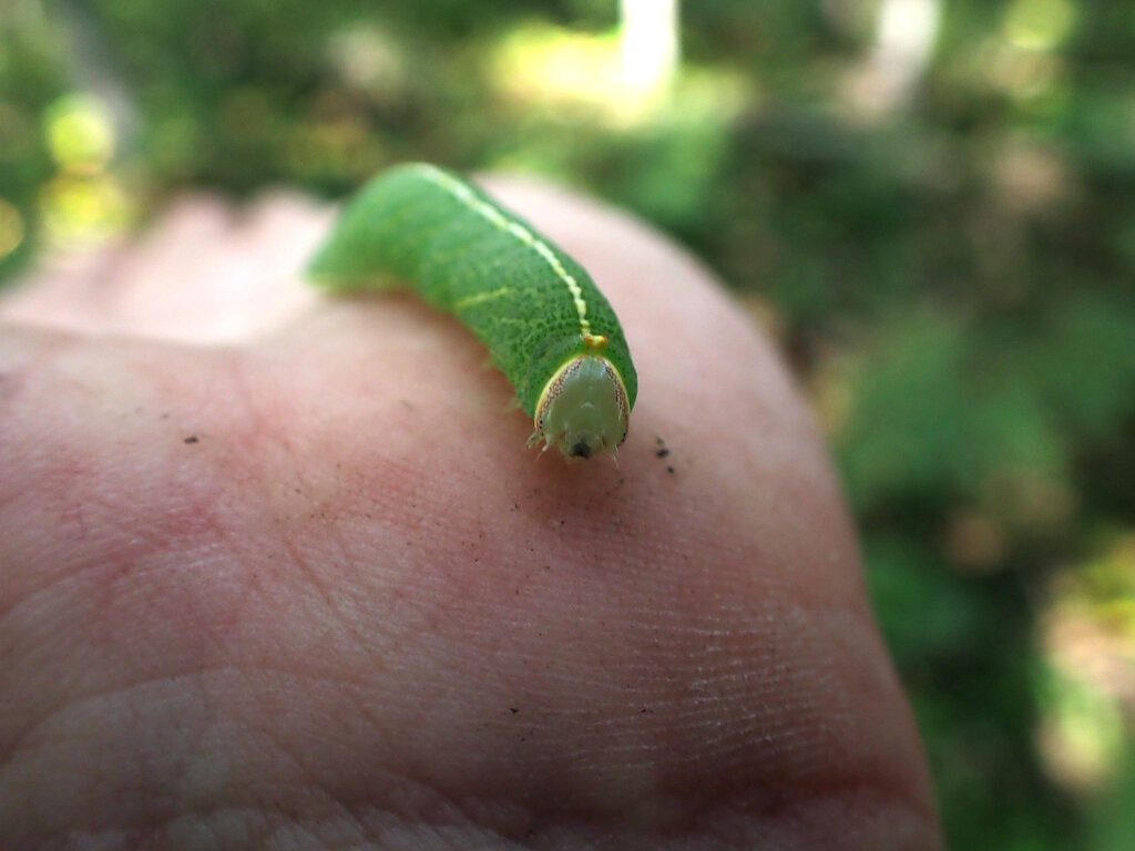 A small hitchhiker has appeared.