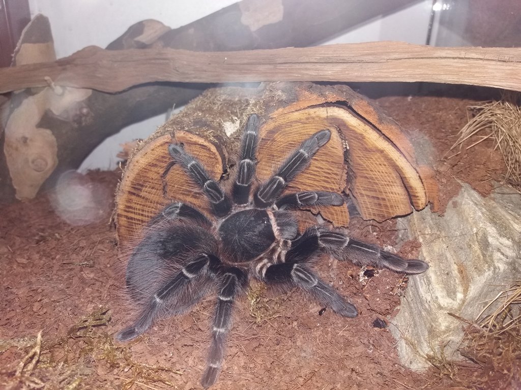 A.sp.red?_submale