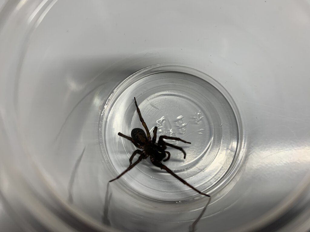 A spider I found