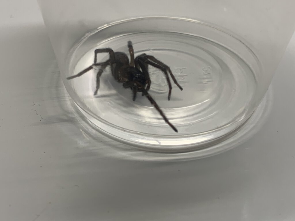 A spider I found