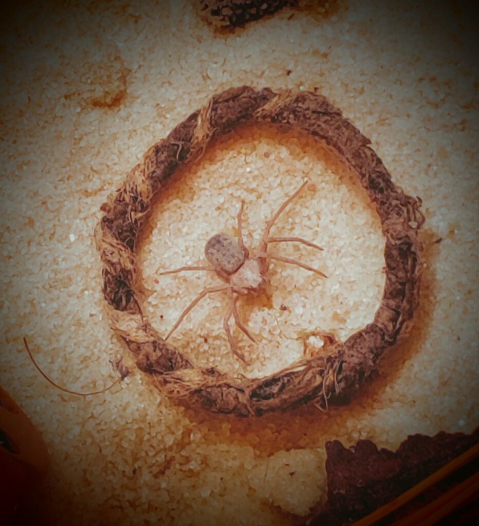 A spider in a silken orb