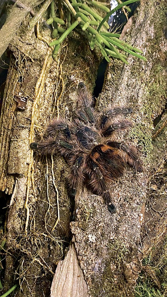 A. taunayi female