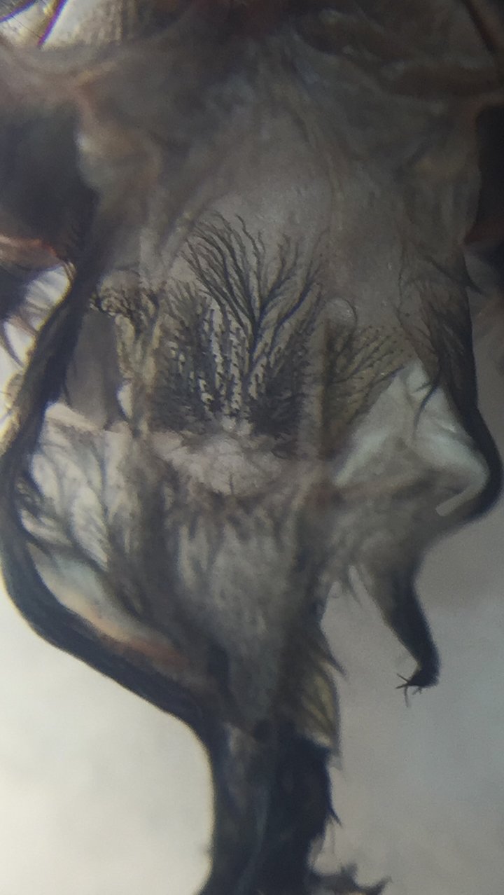 A. Versicolor 2.5-3"