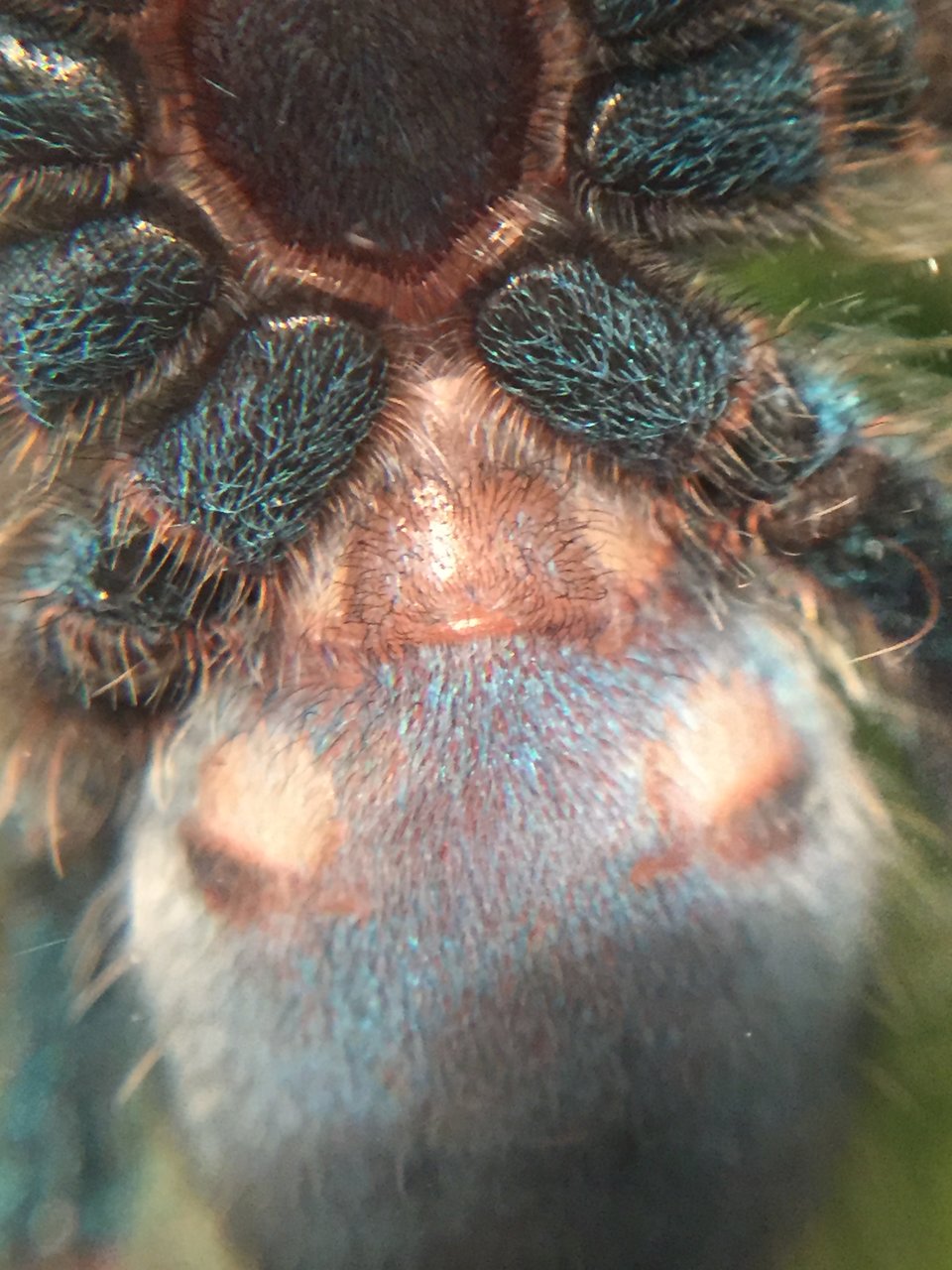 A. Versicolor 2.5"