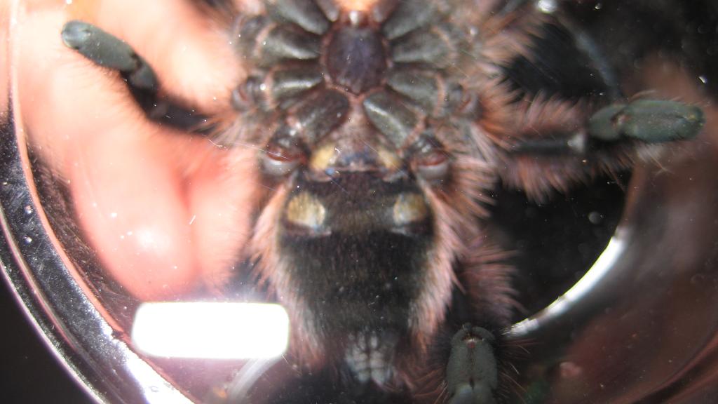 A.versicolor "a"