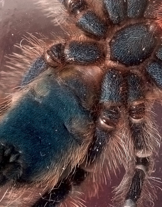 A. Versicolor Boy or Girl?