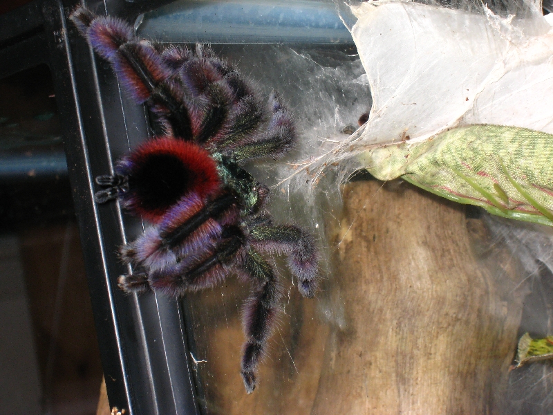 A. Versicolor Breeding 1