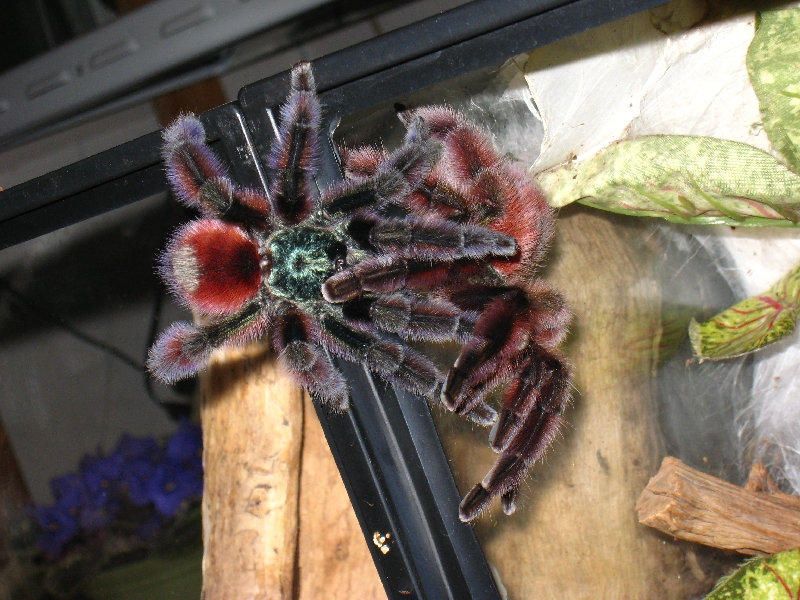 A. Versicolor Breeding 3