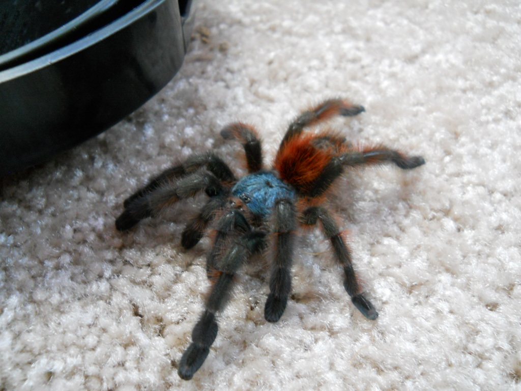 A. Versicolor - Calypso