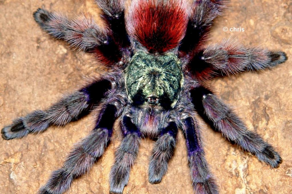 a. versicolor female