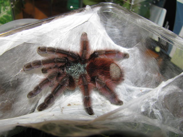 A. versicolor, female