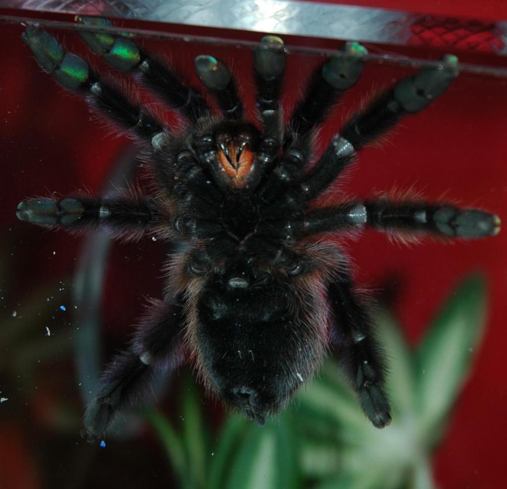 A. Versicolor M/F? view 2
