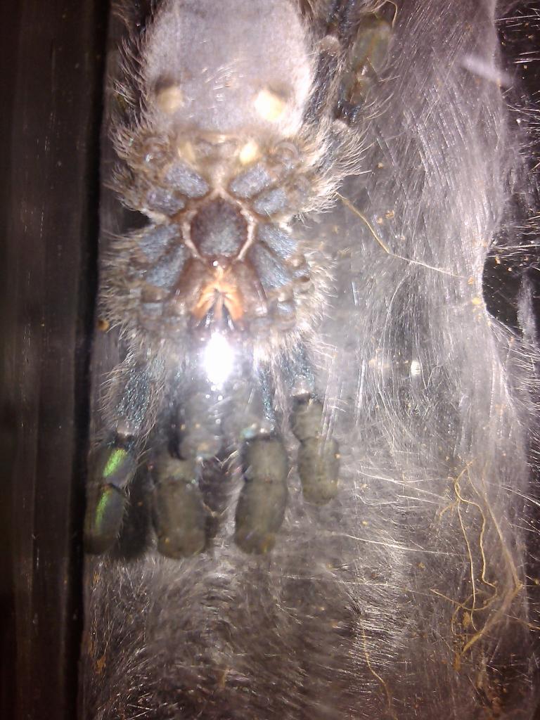 a. versicolor, Male of Female?