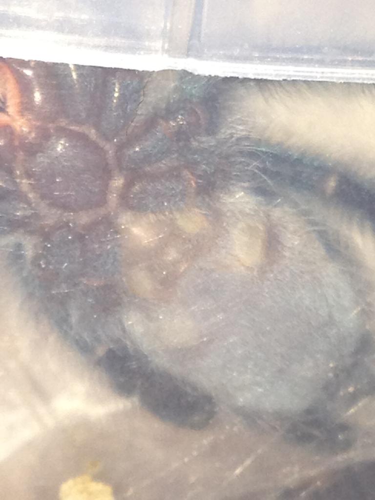 A. versicolor male or female?