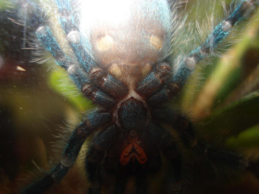 A. Versicolor MALE or FEMALE?