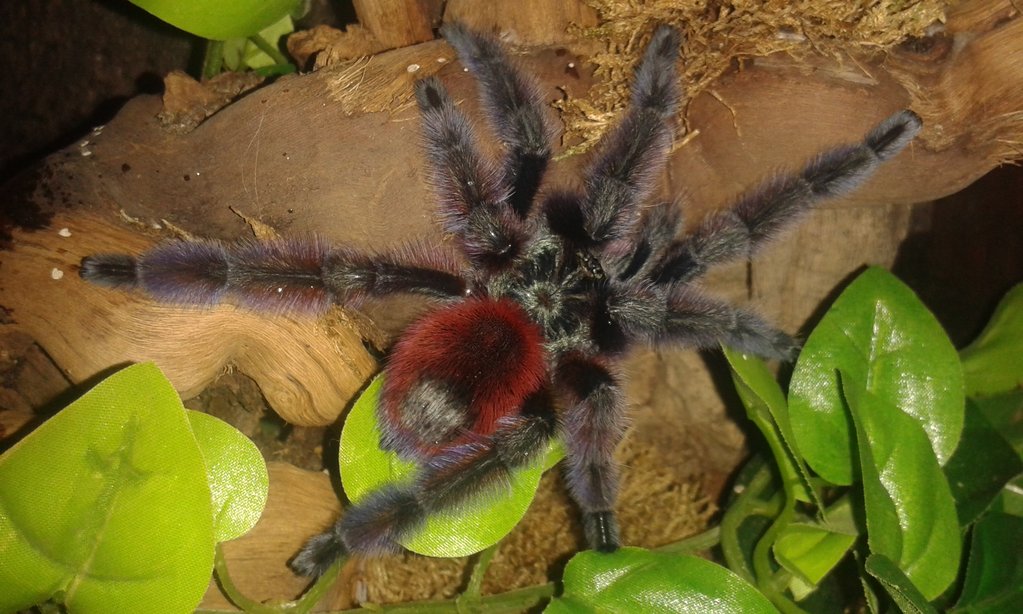 A. versicolor male