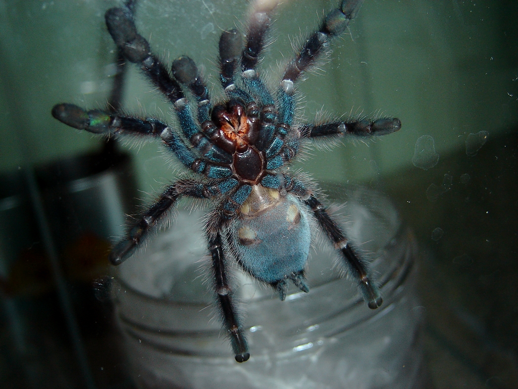 A.versicolor male?