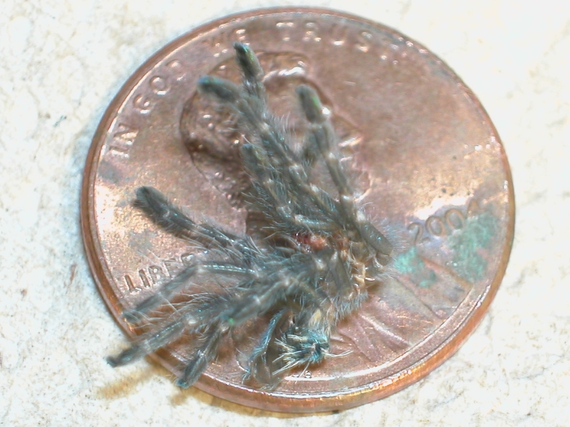 A. Versicolor molt