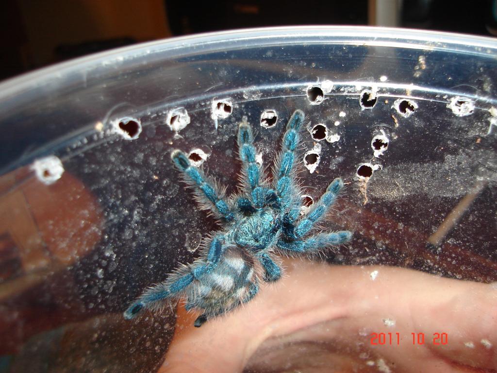 A. Versicolor my best colored juvie!!