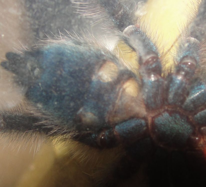 A. Versicolor Sexing - Help!