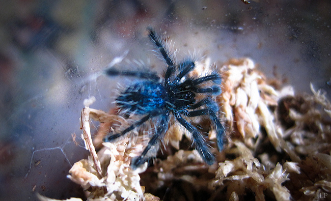 A. Versicolor sling