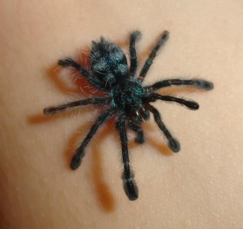 A. versicolor sling