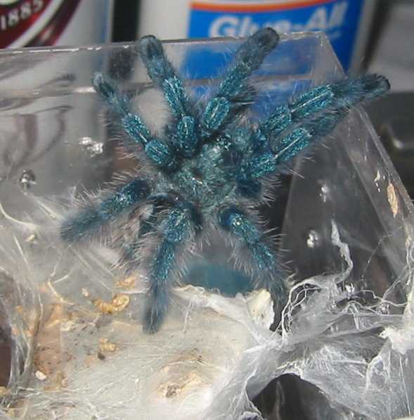 A. versicolor