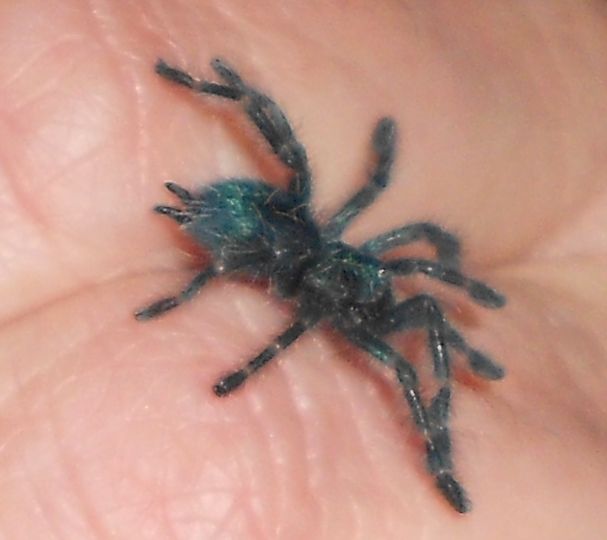 A. versicolor