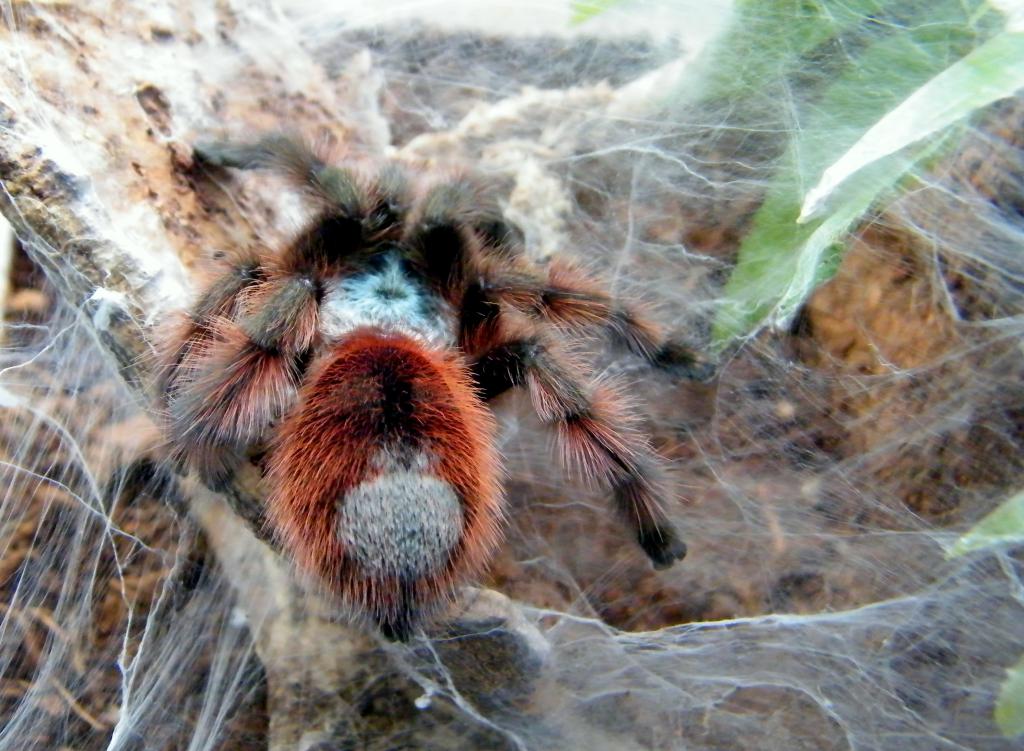 A. versicolor