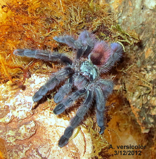 A. versicolor