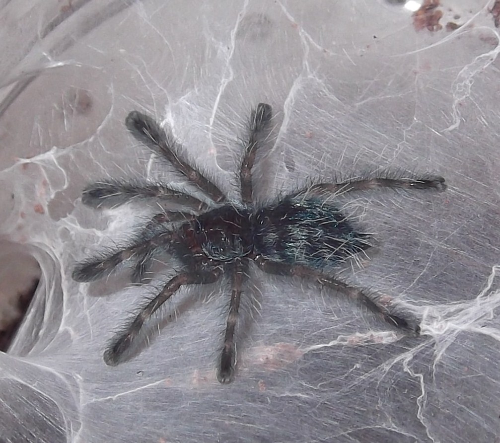 A. versicolor