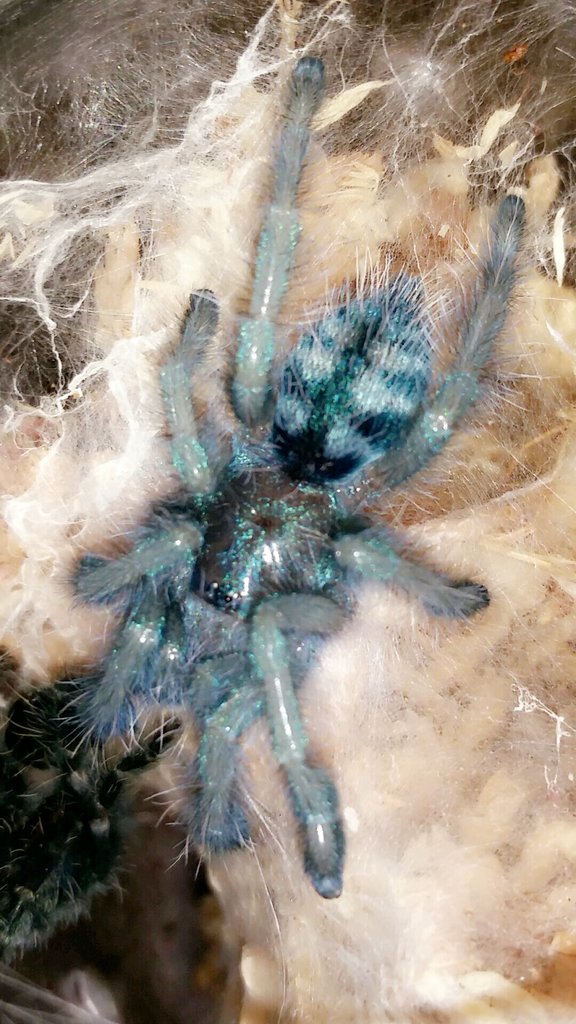 A. versicolor